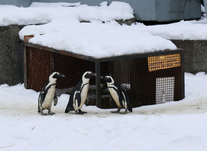 pingwiny w zoo w Warszawie