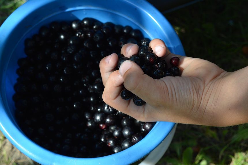 Aronia