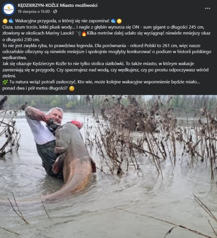 Gigantyczny sum wyłowiony na Odrze w Kędzierzynie-Koźlu