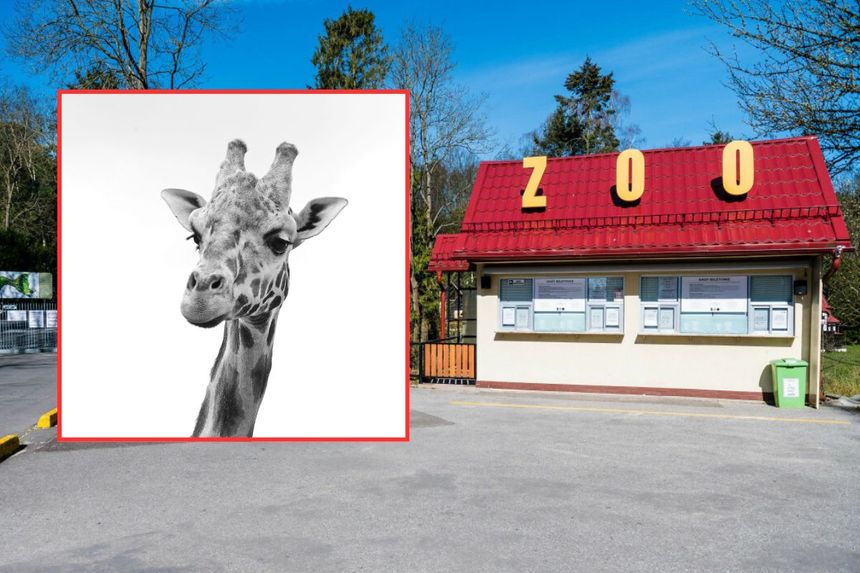 Żyrafa Aki
