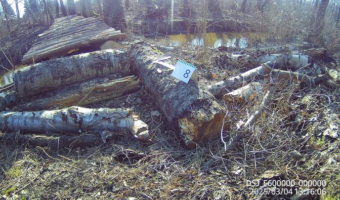fragment pnia, który został wykorzystany do budowy nielegalnego mostu