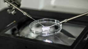 In vitro