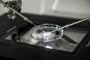 In vitro