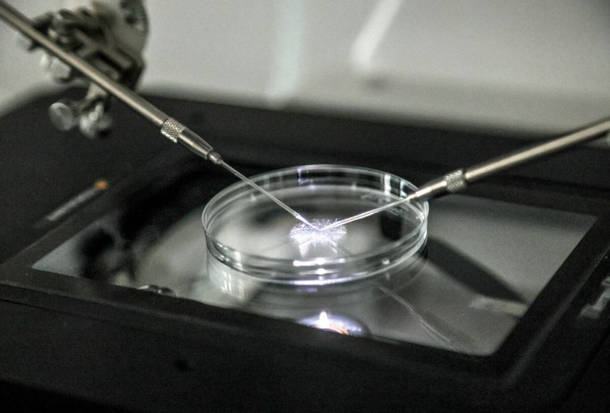 In vitro