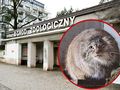 zoo w Poznaniu i samica manula