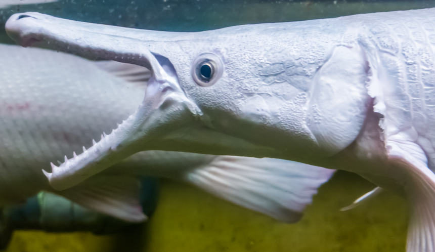 niszczuka krokodyla Atractosteus spatula 