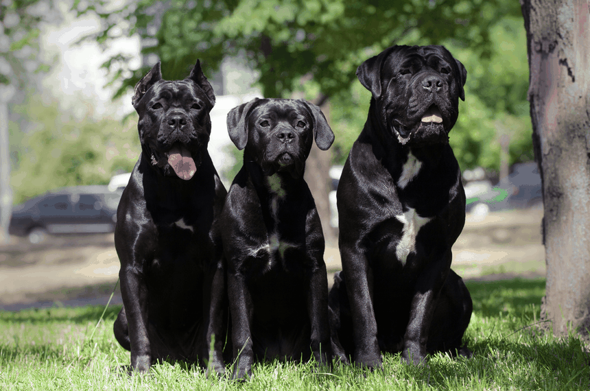 psy cane corso