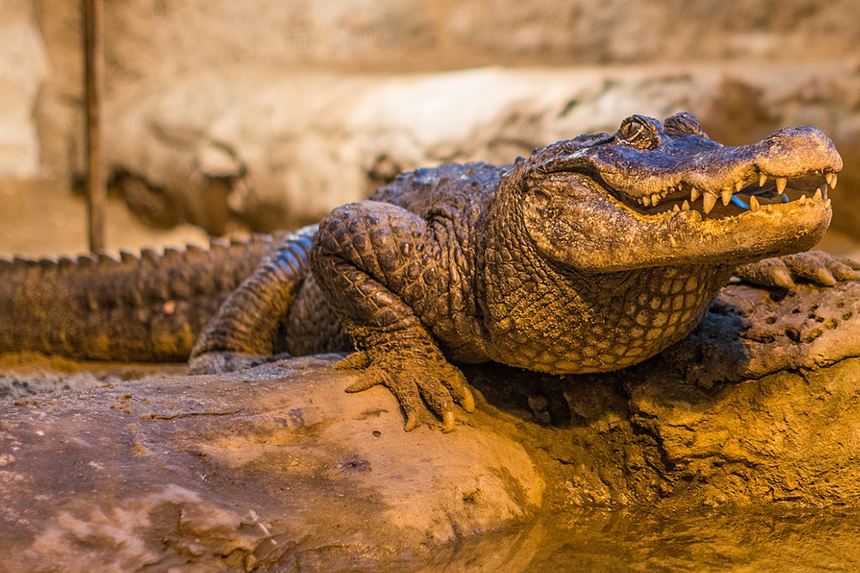 ZOO Płock