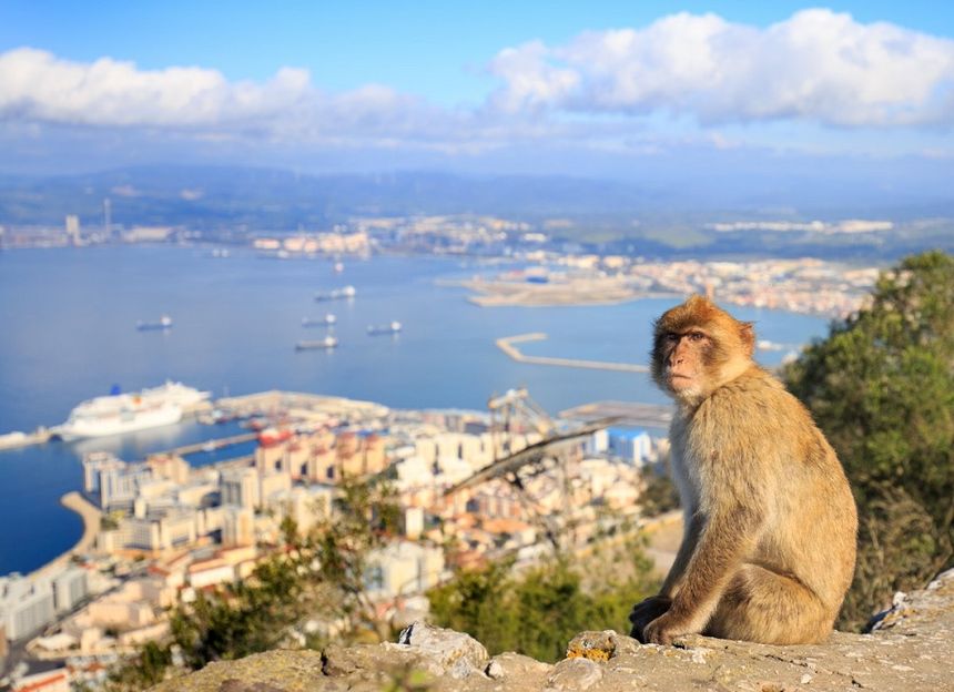 Małpy na Gibraltarze