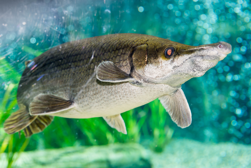 inwazyjna ryba arapaima gigas