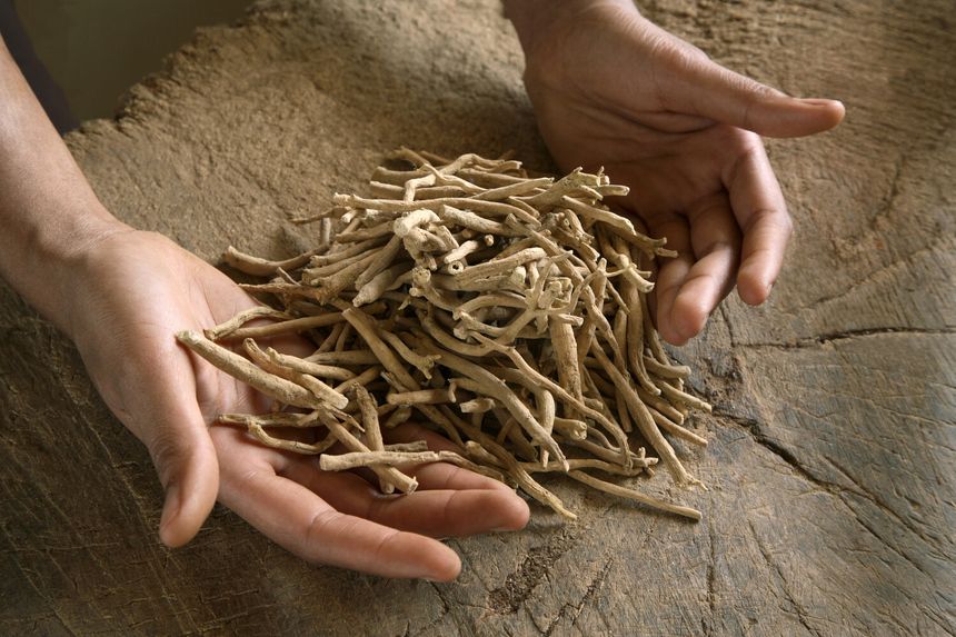 korzeń ashwagandhy