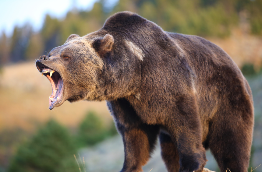 atak niedźwiedzia grizzly