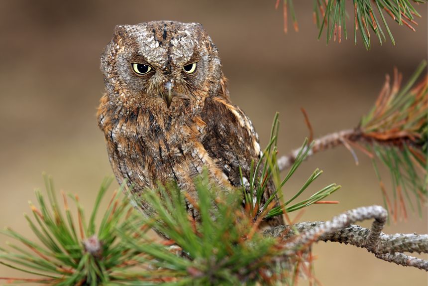 Syczek (Otus scops), źródło: Shutterstock