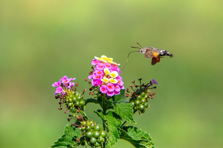 Fruczak gołąbek, Macroglossum stellatarum