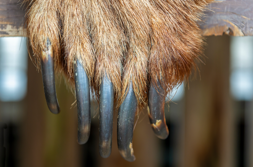 pazury niedźwiedzia grizzly