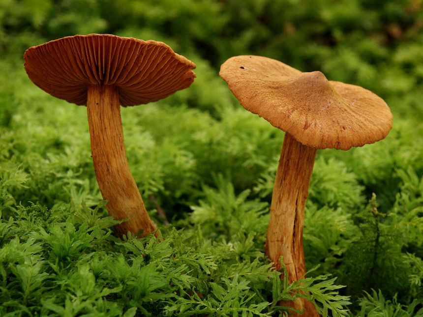 Zasłonak rudawy Cortinarius rubellus, trujące grzyby w Polsce