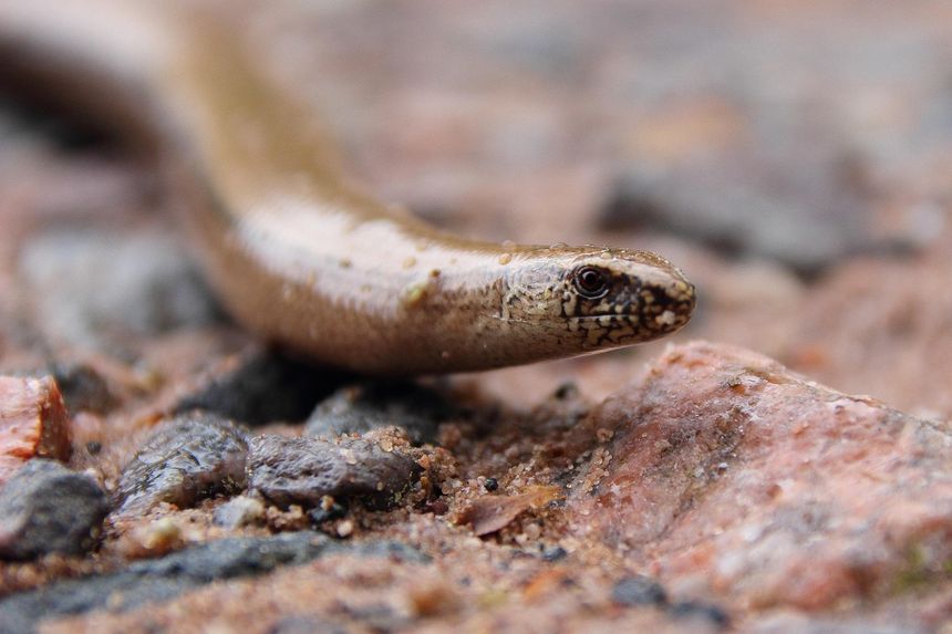 Padalec zwyczajny (Anguis fragilis)
