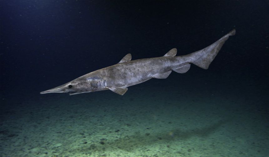 rekin chochlik, Mitsukurina owstoni, Goblin shark