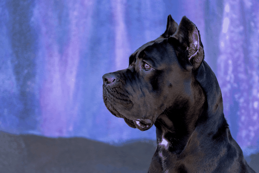pies cane corso jest agresywny?