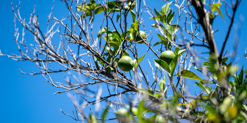 drzewo Manchineel i trujące jabłka