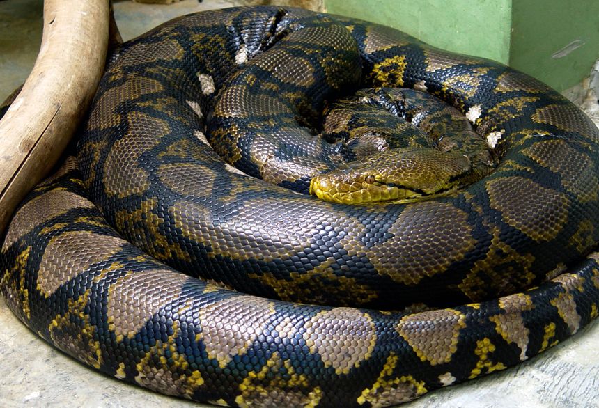 pyton siatkowy Malayopython reticulatus