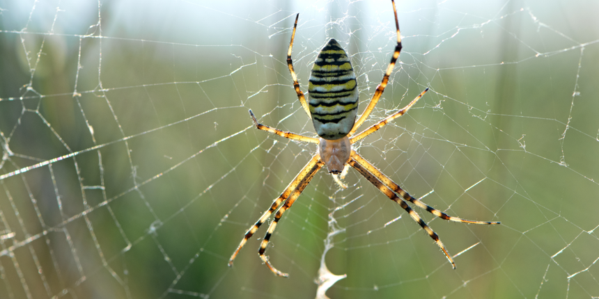 pająk tygrzyk paskowany Argiope bruennichi