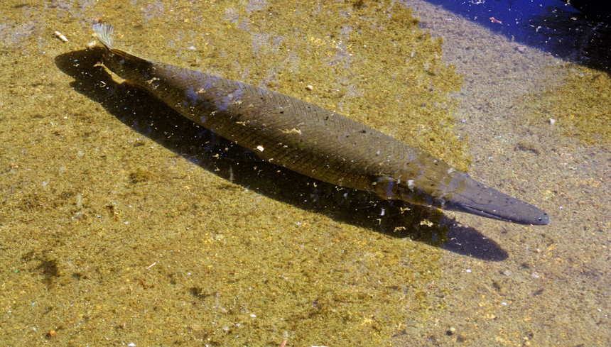 niszczuka wielka Atractosteus tristoechus