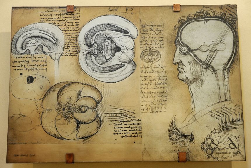 Szkic anatomiczny Leonada da Vinci