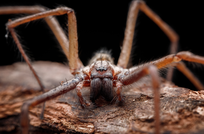 pająk kątnik domowy Tegenaria domestica