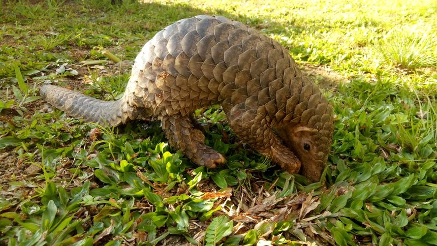 Pangolin