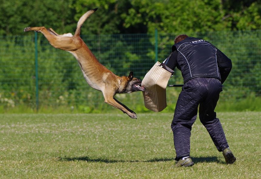 Owczarek belgijski, malinois