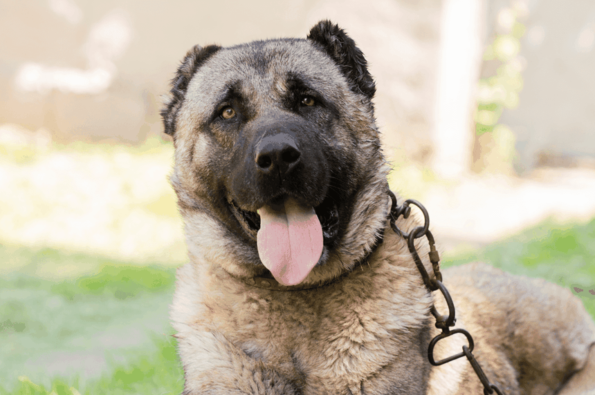 pies kangal