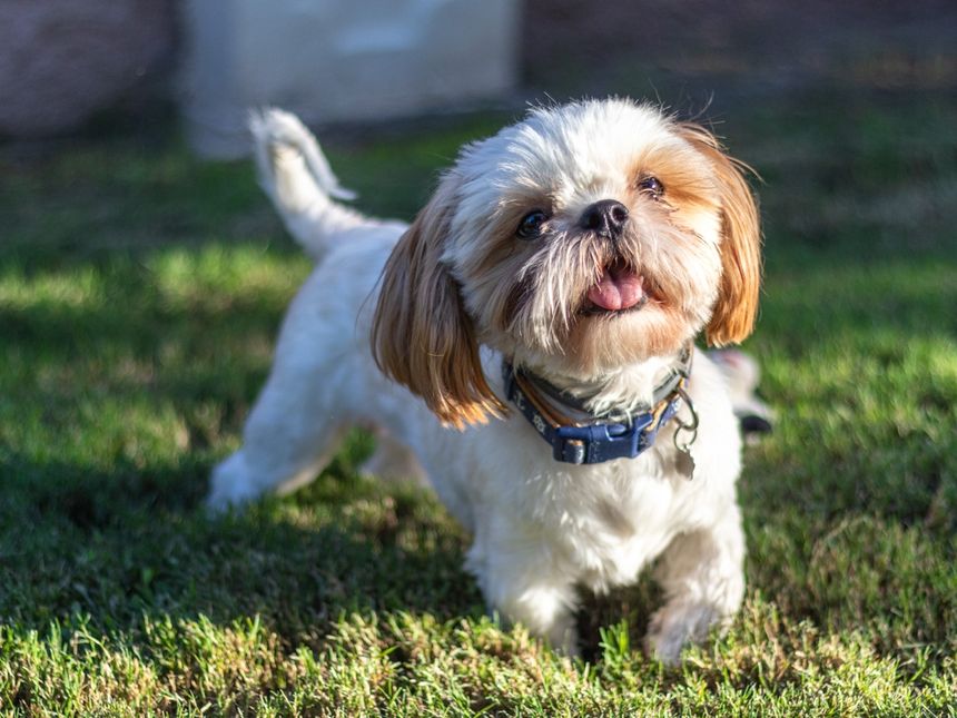 Shih tzu
