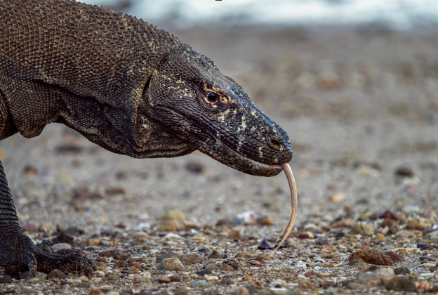 Komodo dragon