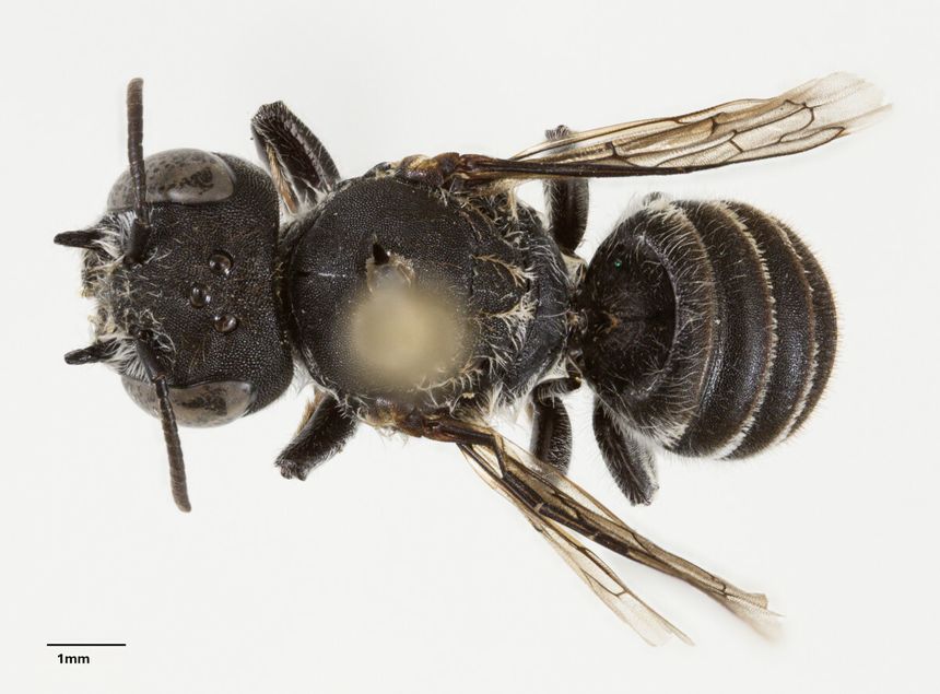 pszczoły Megachile lucifer