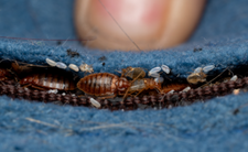 Pluskwy w Warszawie na Pradze Północ