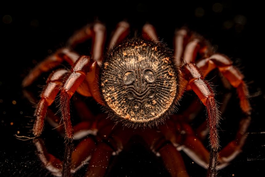 Cyclocosmia