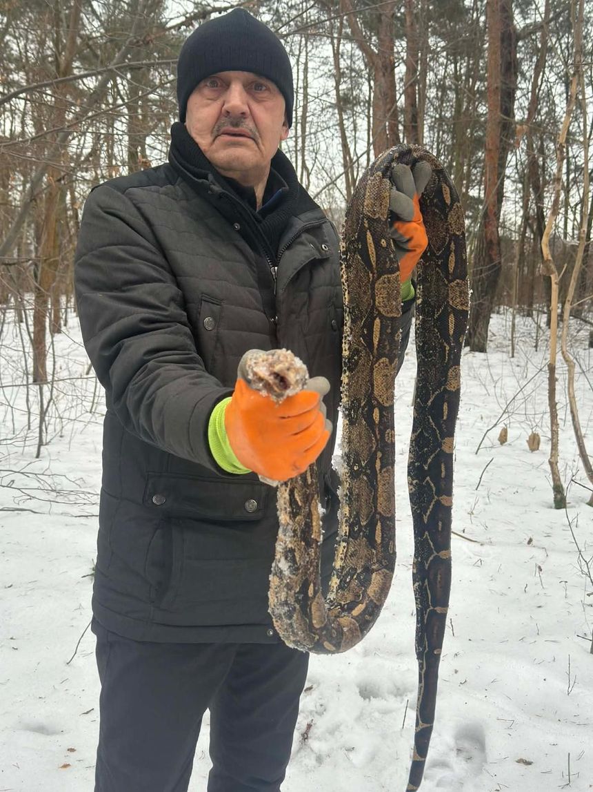 Otwock, zamarznięty pyton. Porzucony wąż w lesie
