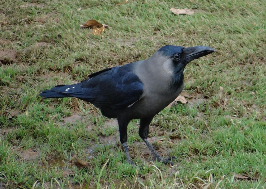 Wrona orientalna (Corvus splendens)