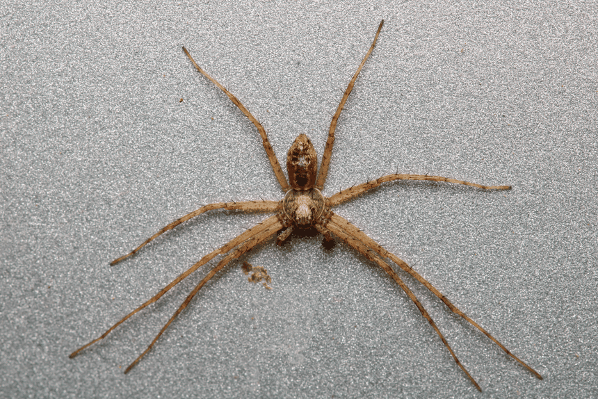 pająk lejkowiec labiryntowy Agelena labyrinthica