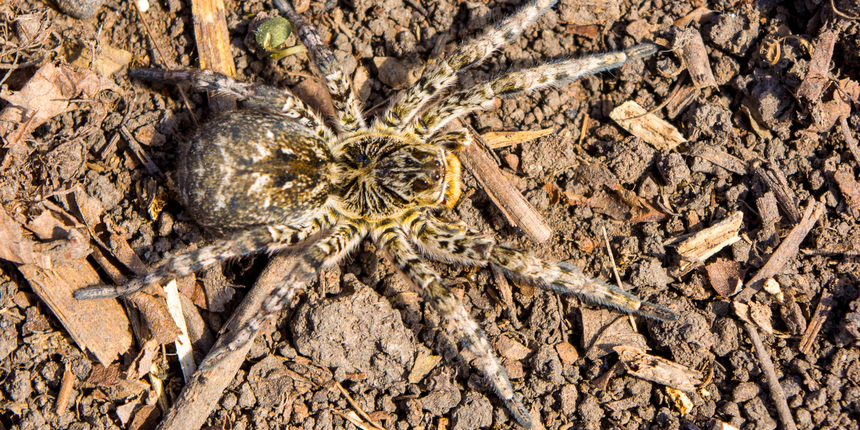 Lycosa singoriensis, jadowite pająki dotarły do Polski