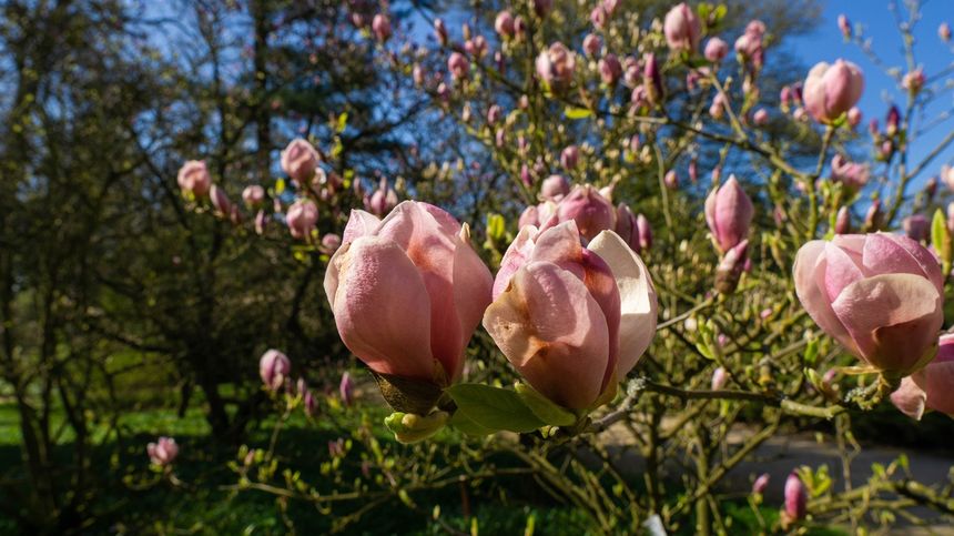 Arboretum w Kórniku, magnolie