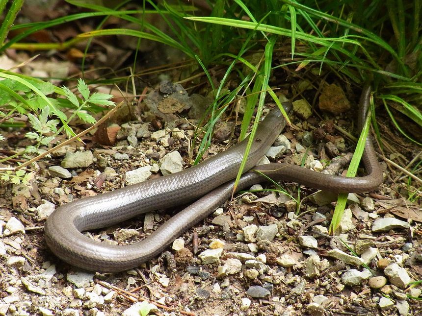Padalec zwyczajny (Anguis fragilis)