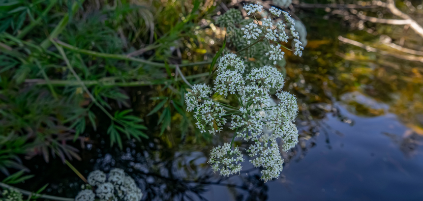 trujące rośliny, szalej jadowity
