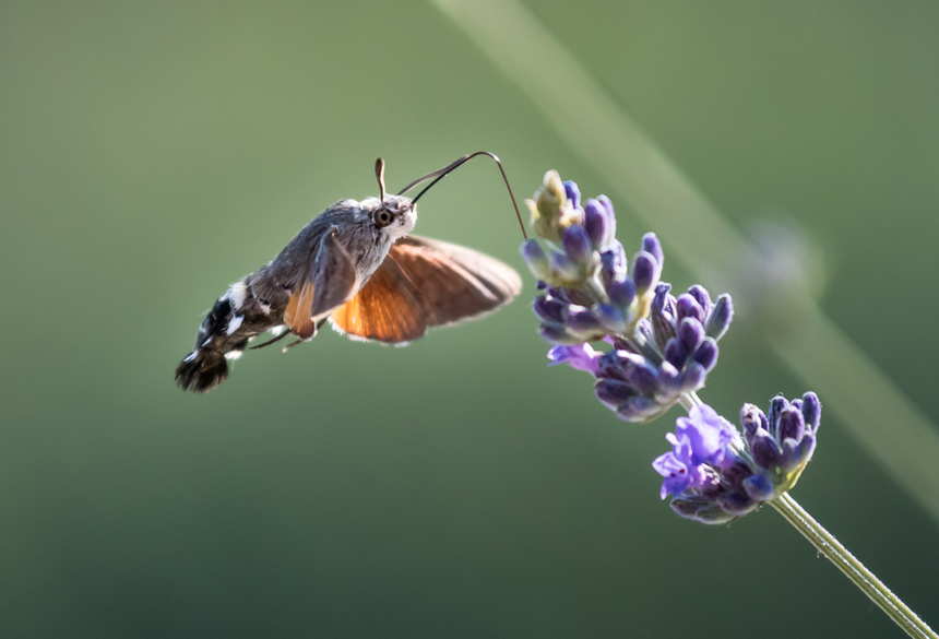 fruczak gołąbek macroglossum stellatarum