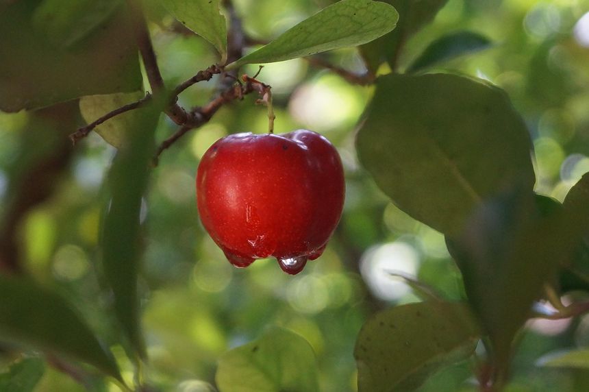 Acerola