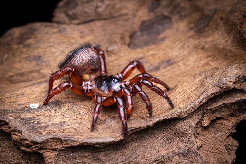 Cyclocosmia