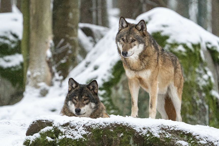 wilki w Polsce, informacje