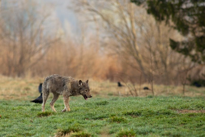 spotkanie z wilkiem w Bieszczadach