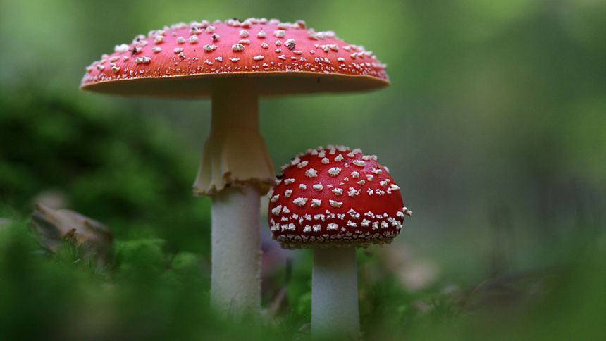Nie wszyscy wiedzą, jakie skutki może mieć spożycie muchomora.